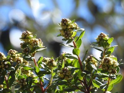 Baccharis lancifolia, photographed by Neptalí Ramírez Marcial