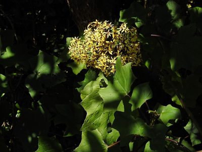 Roldana jurgensenii, photographed by Neptalí Ramírez Marcial