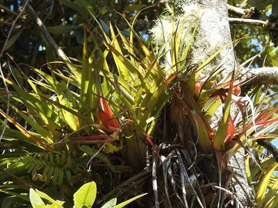 Tillandsia lautneri, photographed by Neptalí Ramírez Marcial
