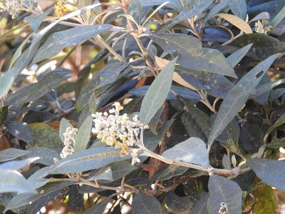 Buddleja nitida, photographed by Neptalí Ramírez Marcial