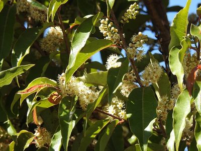 Prunus tuberculata, photographed by Neptalí Ramírez Marcial