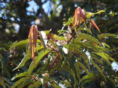 Prunus tuberculata, photographed by Neptalí Ramírez Marcial
