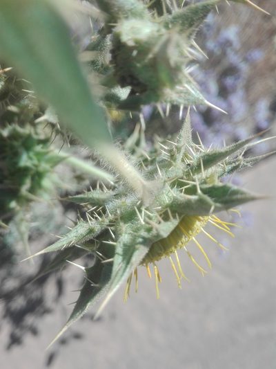 Berkheya onobromoides, photographed by Danwill Beukes