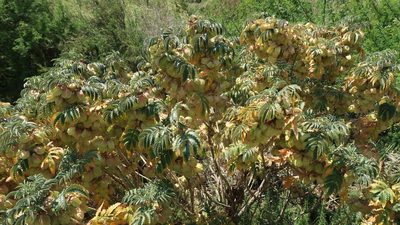 Melianthus comosus, photographed by Di Turner
