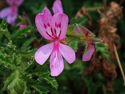 Pelargonium glutinosum, photographed by Di Turner