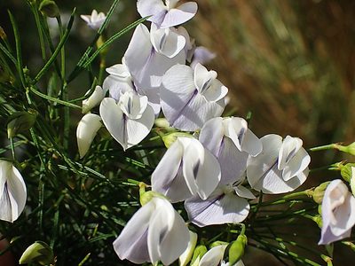 Psoralea elegans, photographed by Di Turner