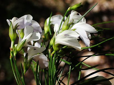Psoralea elegans, photographed by Di Turner