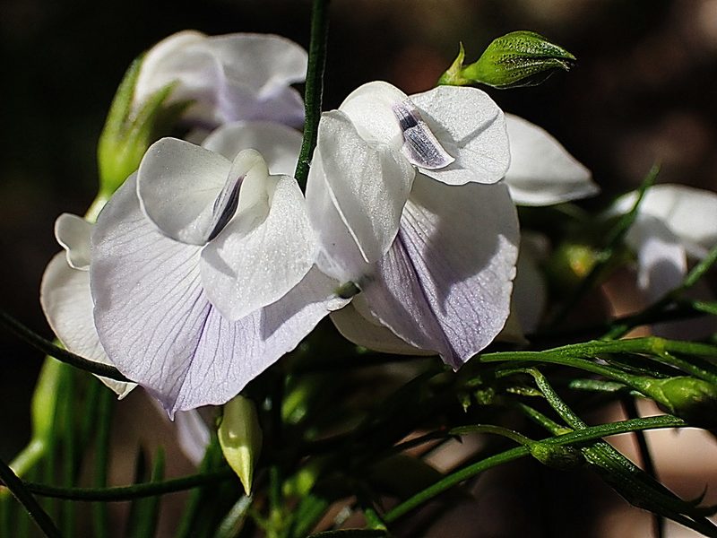 Psoralea elegans, photographed by Di Turner