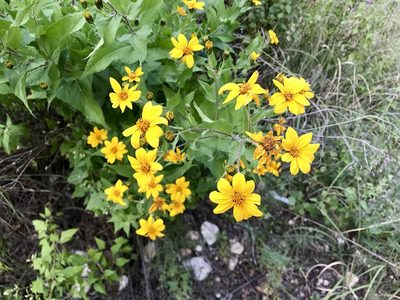 Aldama cordifolia, photographed by CK2AZ