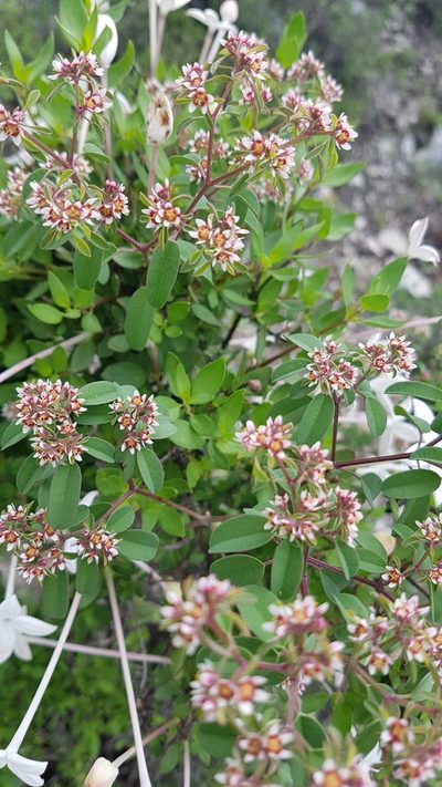 Euphorbia tricolor, photographed by Martín Sánchez Vilchis