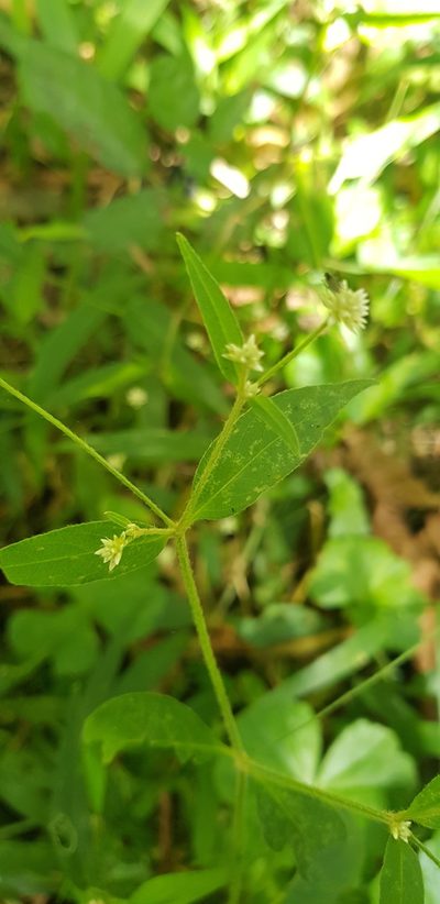 Alternanthera pycnantha, photographed by Eugenio Padilla