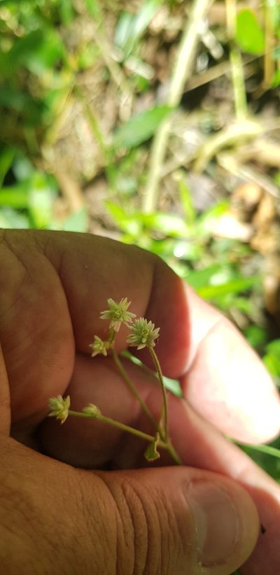 Alternanthera pycnantha, photographed by Eugenio Padilla