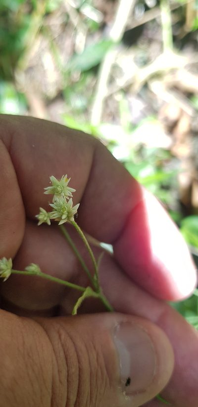 Alternanthera pycnantha, photographed by Eugenio Padilla