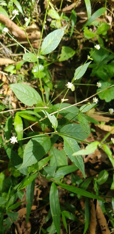 Alternanthera pycnantha, photographed by Eugenio Padilla