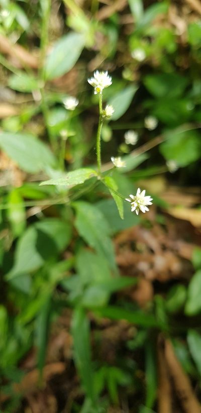 Alternanthera pycnantha, photographed by Eugenio Padilla