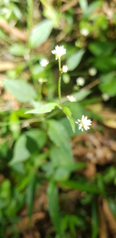 Alternanthera pycnantha, photographed by Eugenio Padilla