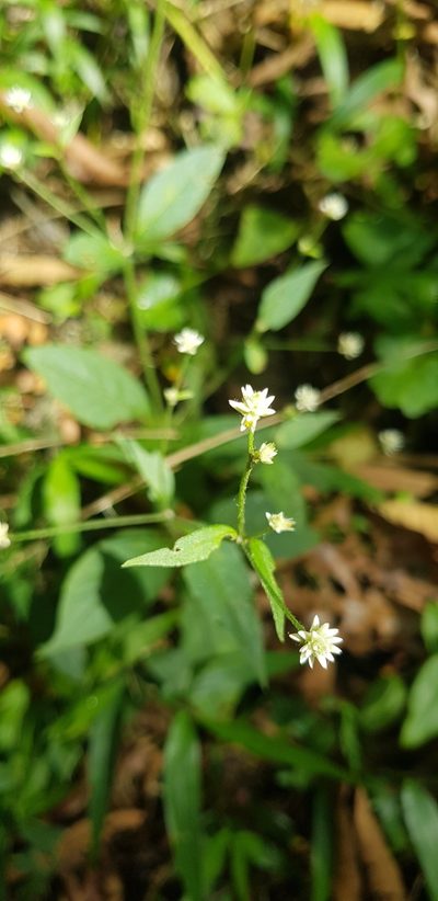 Alternanthera pycnantha, photographed by Eugenio Padilla