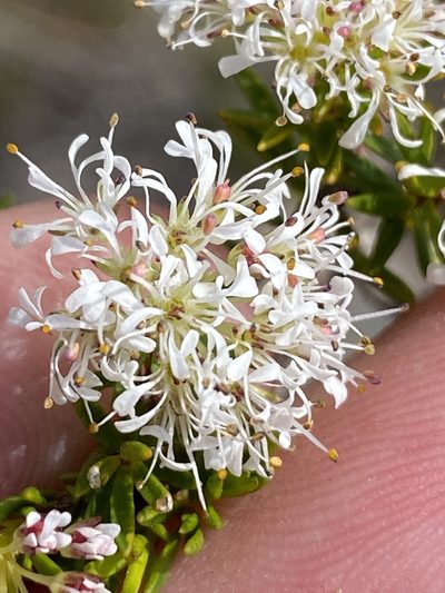 Agathosma virgata, photographed by Dave U