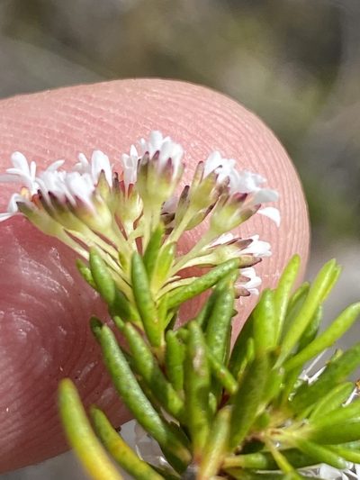 Agathosma virgata, photographed by Dave U