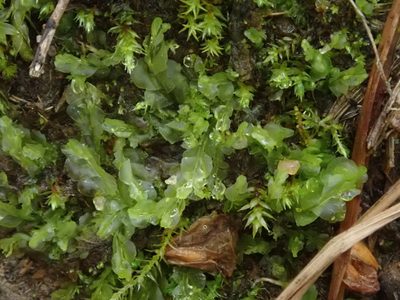 Lophocolea semiteres, photographed by Daniel Cahen