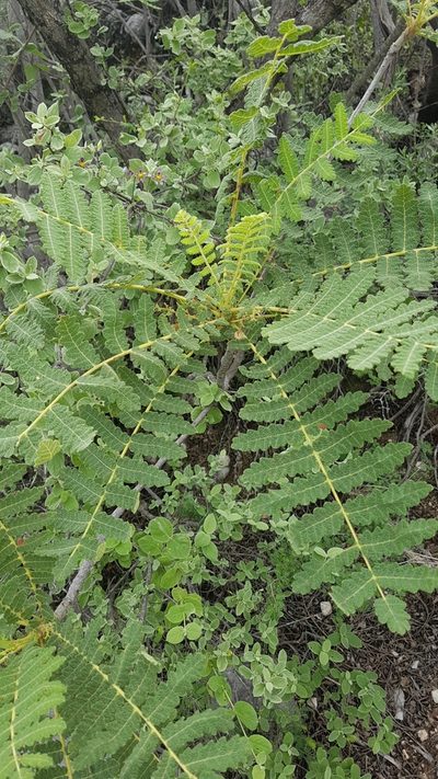 Actinocheita filicina, photographed by Martín Sánchez Vilchis