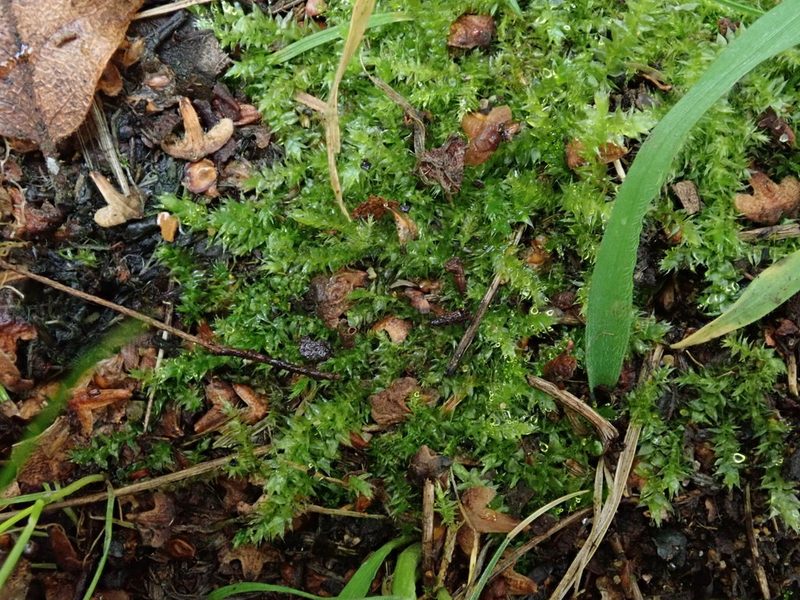 Oxyrrhynchium speciosum, photographed by Daniel Cahen