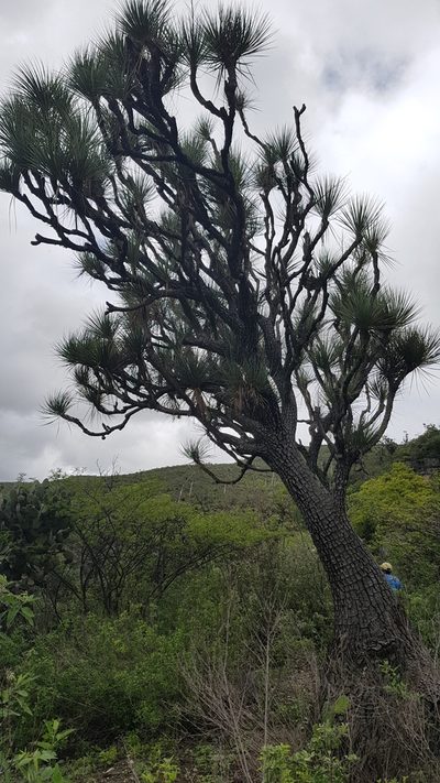 Beaucarnea gracilis, photographed by Martín Sánchez Vilchis