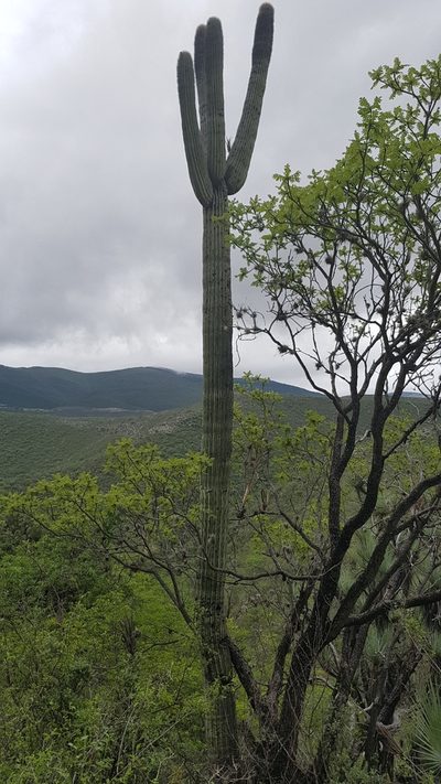Cephalocereus macrocephalus, photographed by Martín Sánchez Vilchis