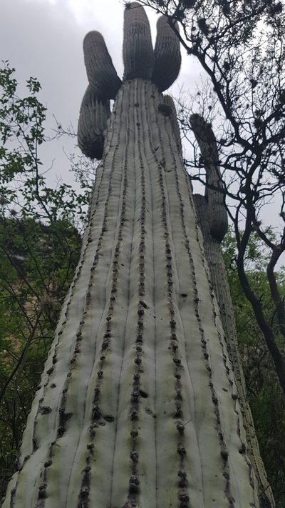 Cephalocereus macrocephalus, photographed by Martín Sánchez Vilchis