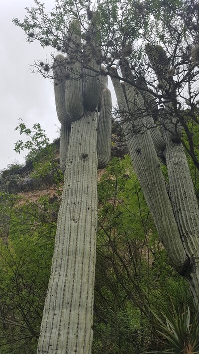 Cephalocereus macrocephalus, photographed by Martín Sánchez Vilchis