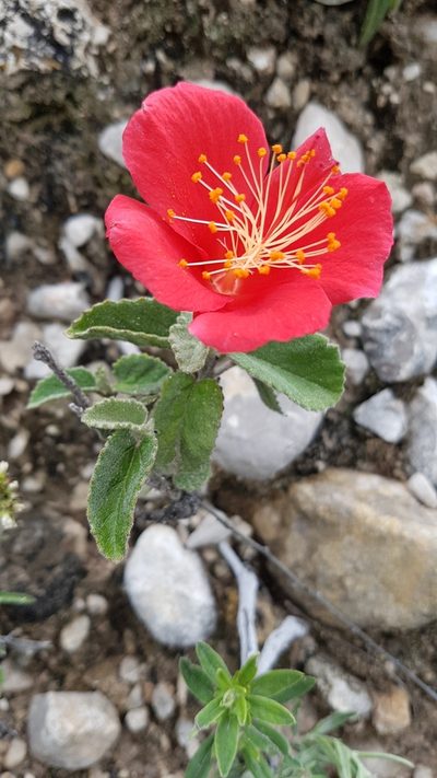 Hibiscus longifilus, photographed by Martín Sánchez Vilchis
