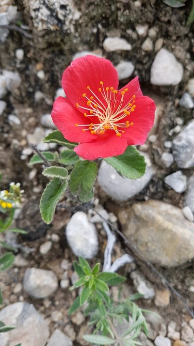 Hibiscus longifilus, photographed by Martín Sánchez Vilchis