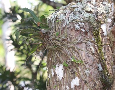 Mystacidium capense, photographed by Dave Brown