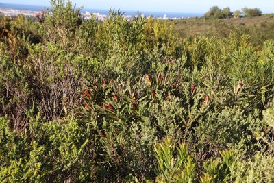 Protea burchellii, photographed by Tony Rebelo