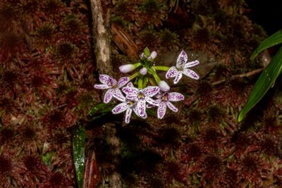 Epidendrum fimbriatum, photographed by DANIEL ALEJANDRO CHICA BOTERO