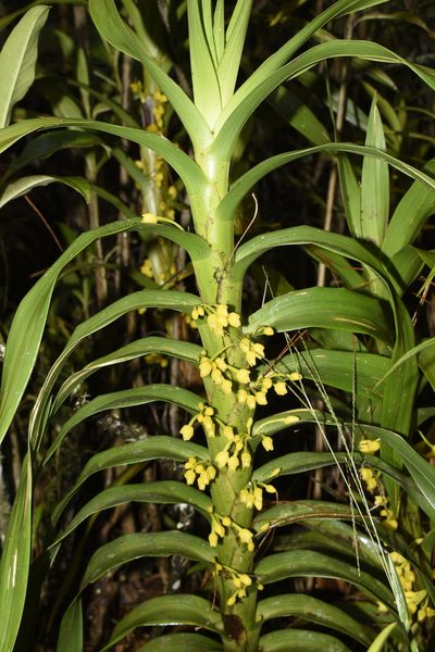Maxillaria aurea, photographed by DANIEL ALEJANDRO CHICA BOTERO