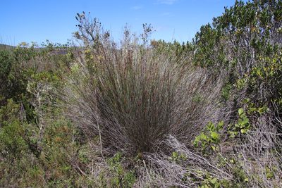 Thamnochortus erectus, photographed by Tony Rebelo