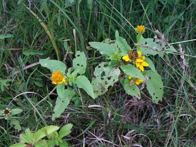 Heliopsis annua, photographed by Kevin Keegan