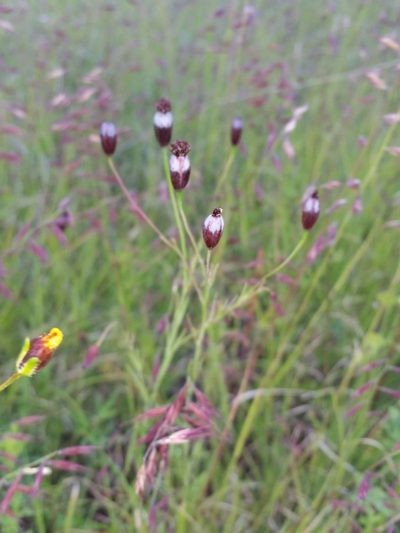 Porophyllum linaria, photographed by Kevin Keegan