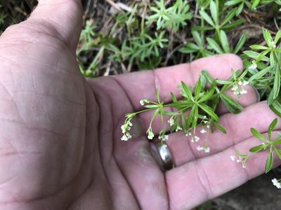 Galium mexicanum, photographed by CK2AZ