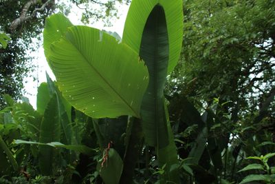 Calathea lutea, photographed by Andrés Ramírez-Barrera