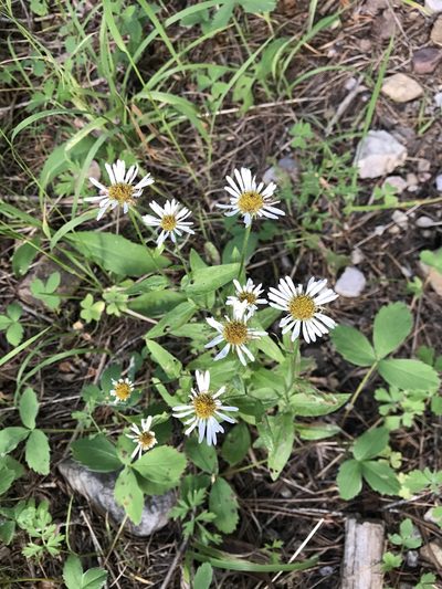 Erigeron arizonicus, photographed by CK2AZ