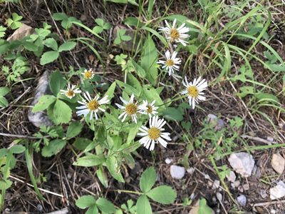 Erigeron arizonicus, photographed by CK2AZ