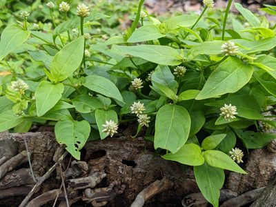 Alternanthera flavescens, photographed by Michelle Sevcovas