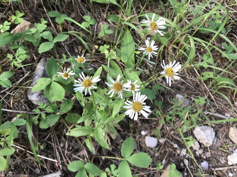 Erigeron arizonicus, photographed by CK2AZ