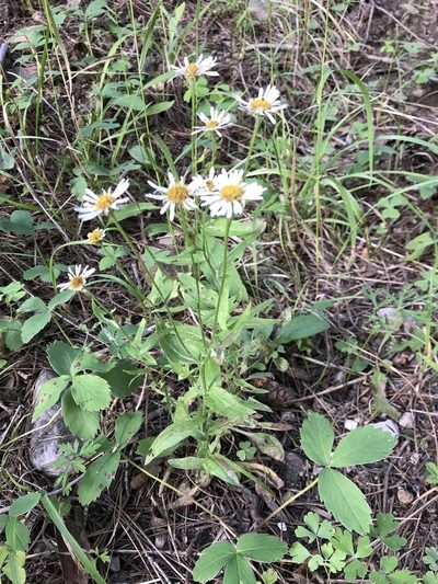 Erigeron arizonicus, photographed by CK2AZ