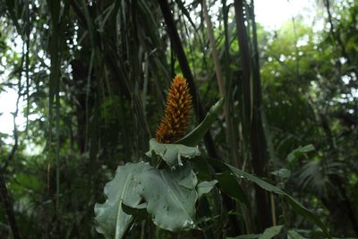Renealmia cernua, photographed by Andrés Ramírez-Barrera