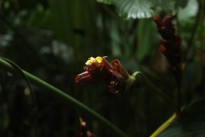 Calathea lutea, photographed by Andrés Ramírez-Barrera
