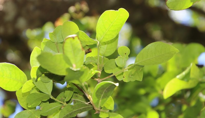 Noronhia foveolata, photographed by Tony Rebelo