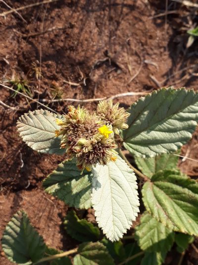 Waltheria communis, photographed by Fernando Sessegolo